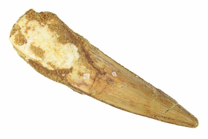 Fossil Spinosaurus Tooth - Real Dinosaur Tooth #268989